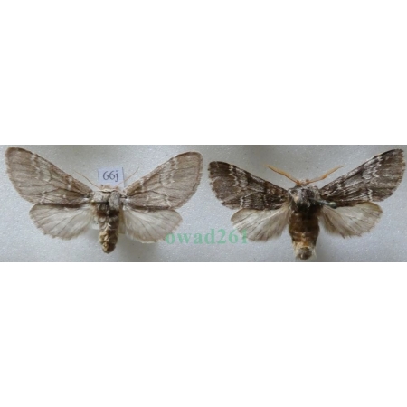 Drymonia ruficornis (Hufnagel, 1766) pair Dąbrówka chaonia Czech66j